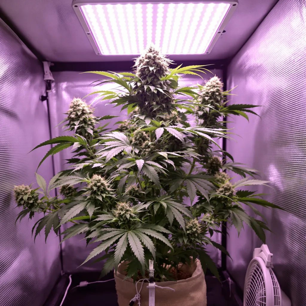 Plante de cannabis Electric Blue en floraison — 60-100 cm autofloraison