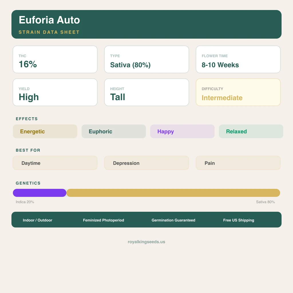 Euforia 20% indica / 80% sativa — fleur avec trichomes visibles