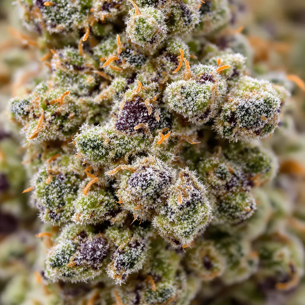 Gros plan de fleur de cannabis Ewok montrant nugs denses vert forêt