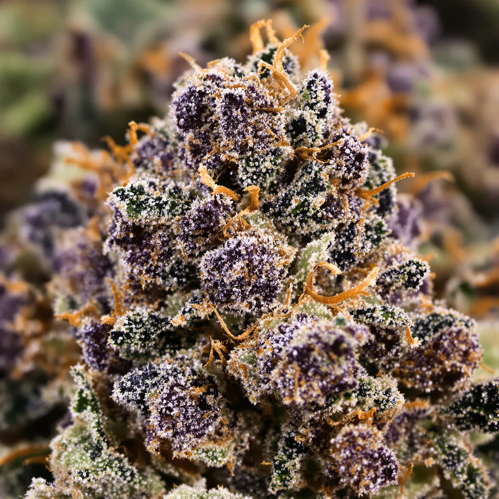Gros plan de fleur de cannabis Extreme OG montrant calices denses aux reflets violets