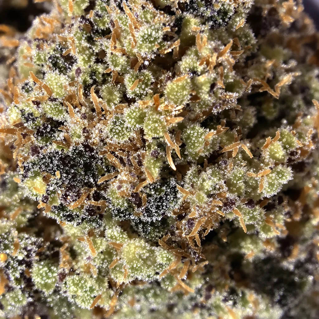 Gros plan de fleur de cannabis Face Off OG montrant calices denses aux reflets violets