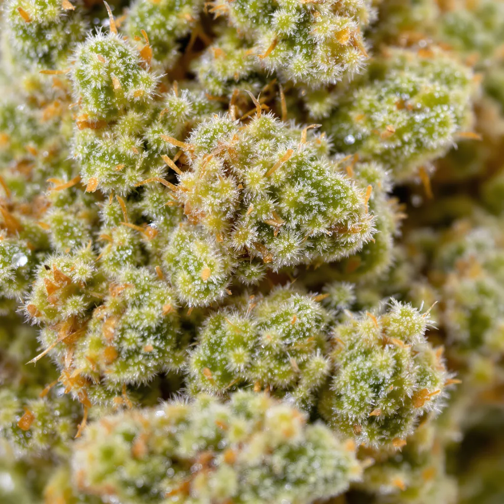 Gros plan de fleur de cannabis Fat Nelson montrant structure aérée vert lime