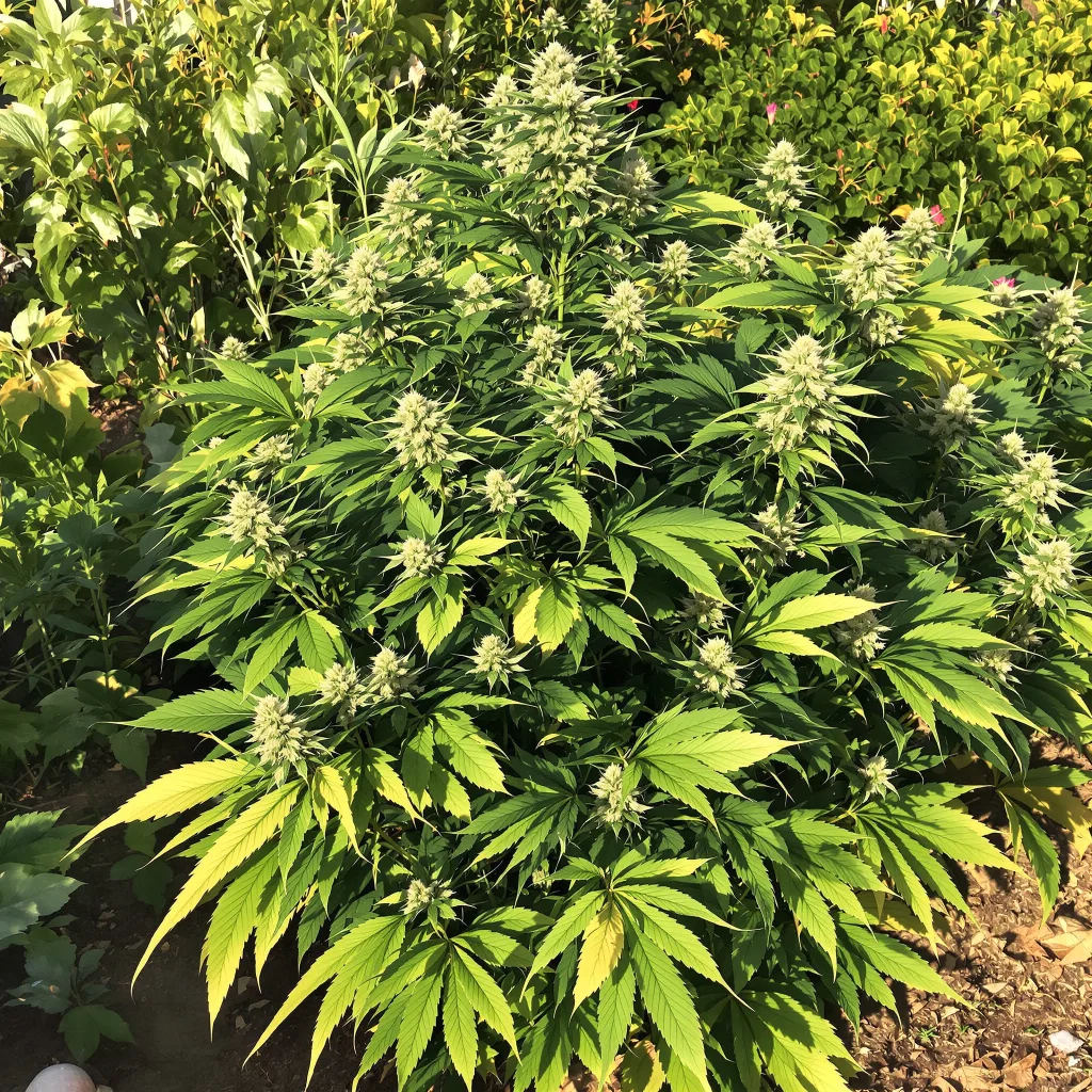 Fat Purple 74% indica / 26% sativa — fleur avec trichomes visibles