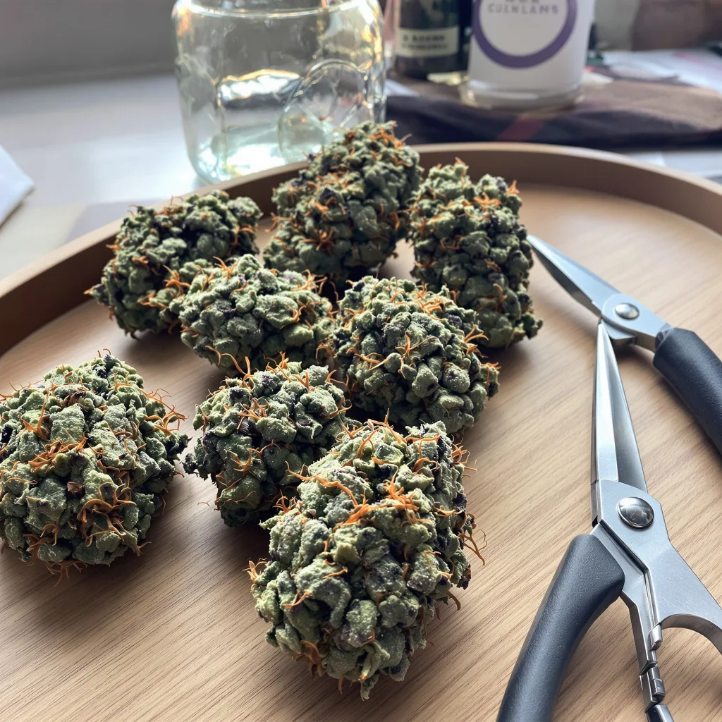 Faygo Red Pop 40% indica / 60% sativa — fleur avec trichomes visibles