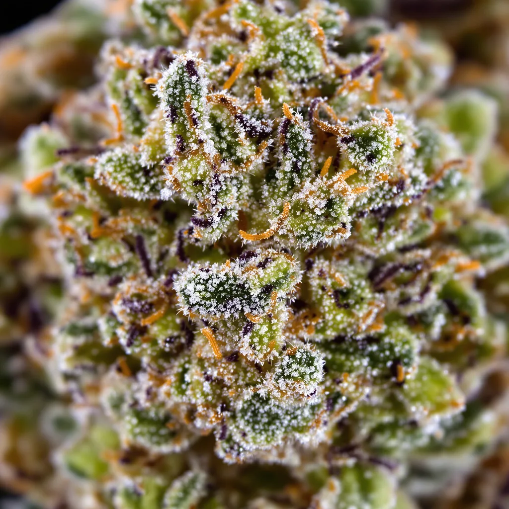 Gros plan de fleur de cannabis Faygo Red Pop montrant structure ouverte avec pistils orangés