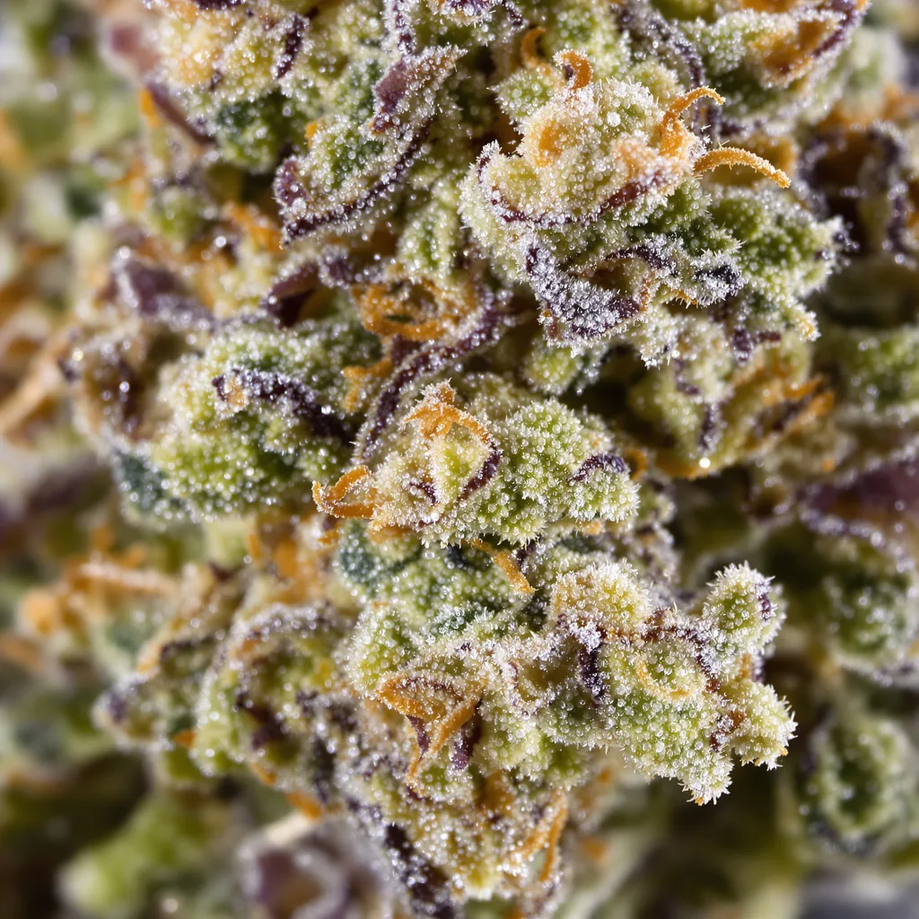 Gros plan de fleur de cannabis Faygo Red Pop montrant structure ouverte avec pistils orangés