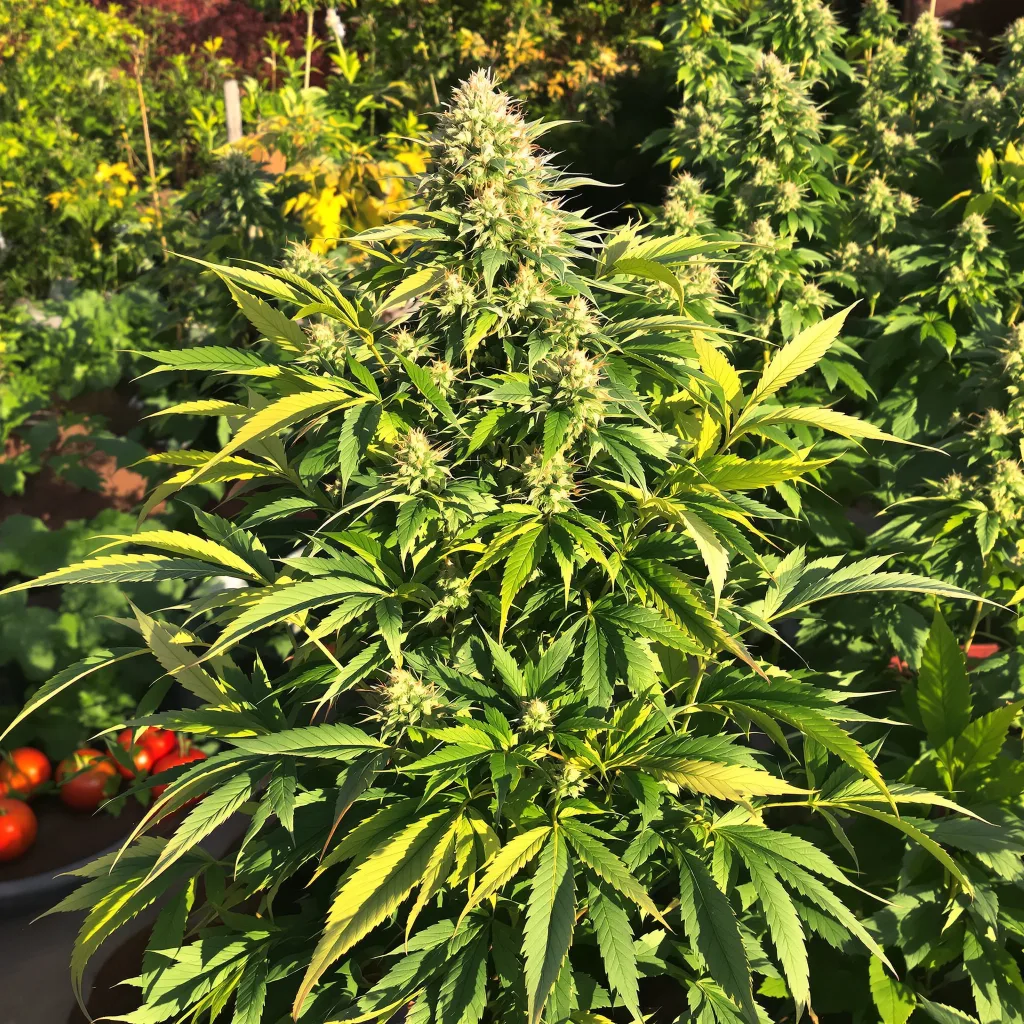 Fire OG 86% indica / 14% sativa — fleur avec trichomes visibles