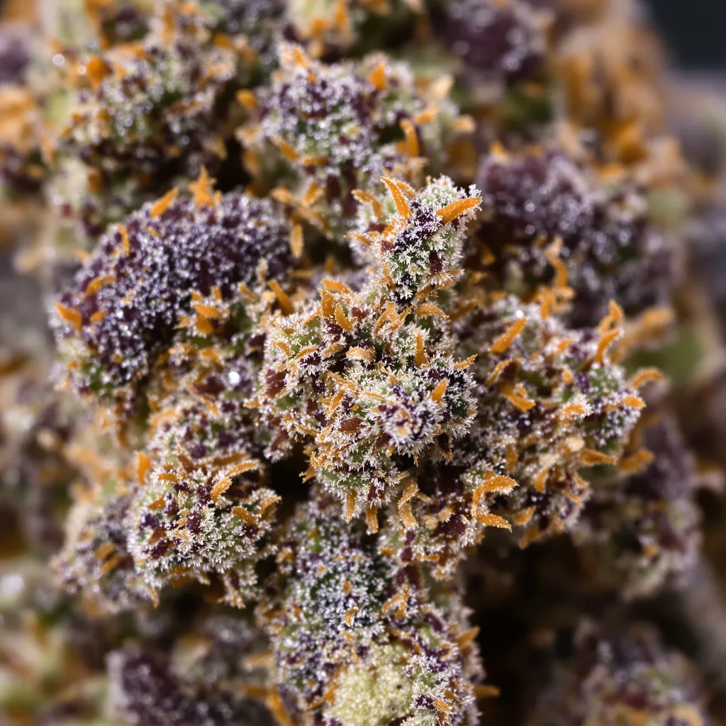Gros plan de fleur de cannabis Flo OG montrant calices denses aux reflets violets