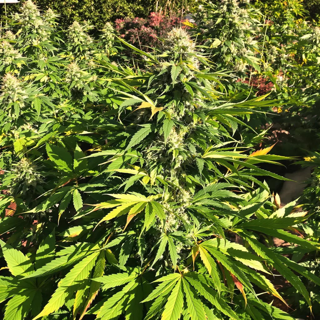 Flowerbomb Kush 67% indica / 33% sativa — fleur avec trichomes visibles