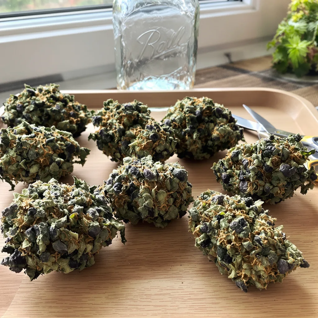 Forbidden Fruit 70% indica / 30% sativa — fleur avec trichomes visibles