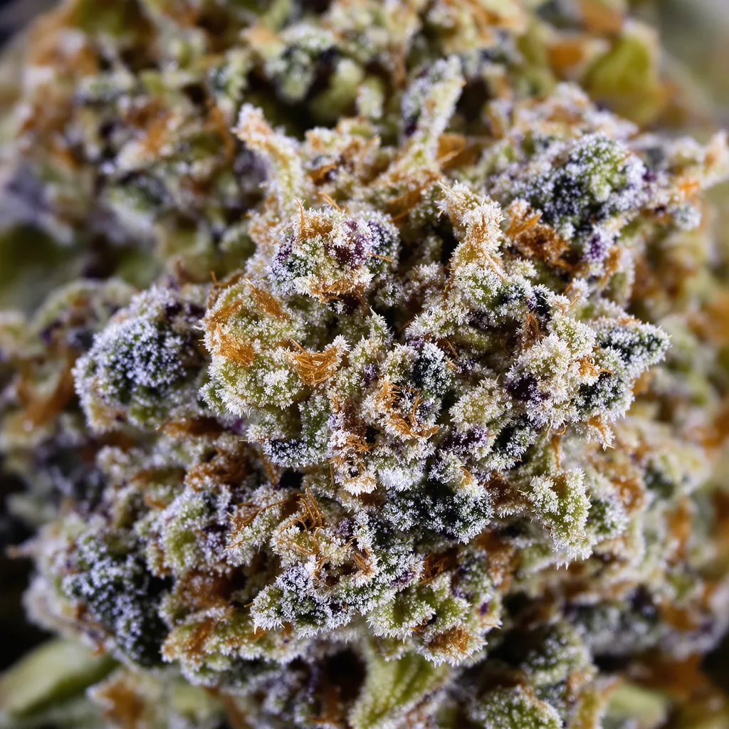 Gros plan de fleur de cannabis Four Star General montrant nugs denses vert forêt