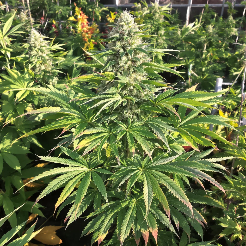 Freezeland 68% indica / 32% sativa — fleur avec trichomes visibles