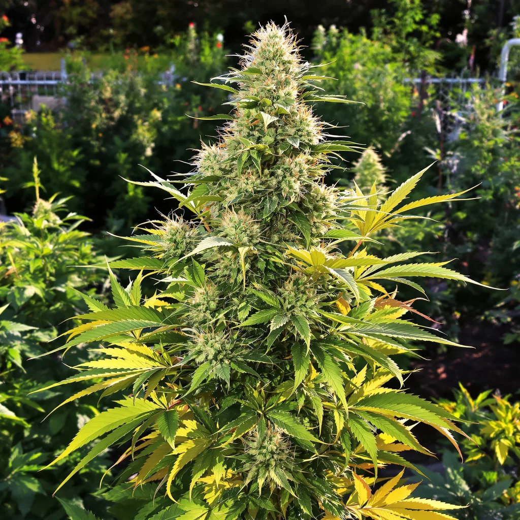Frosty 45% indica / 55% sativa — fleur avec trichomes visibles