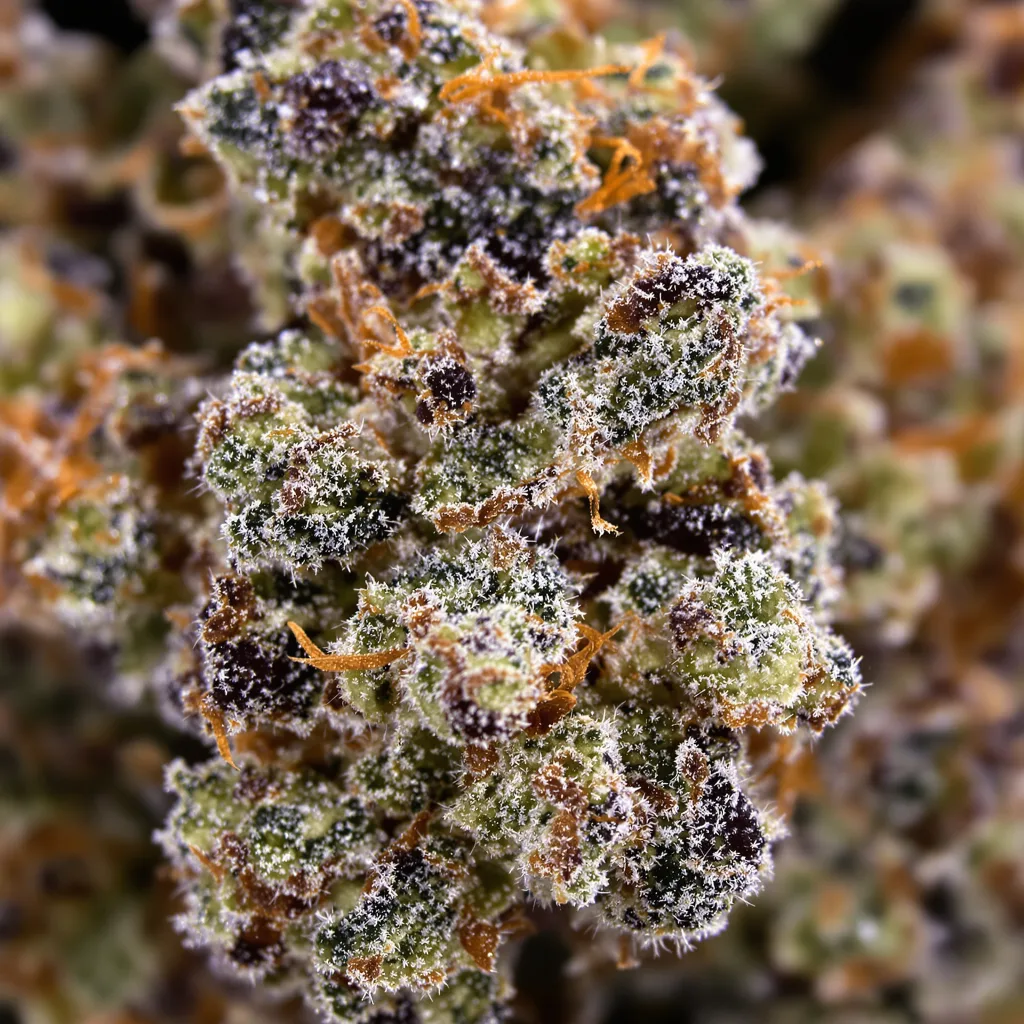 Gros plan de fleur de cannabis Fruit montrant calices denses aux reflets violets
