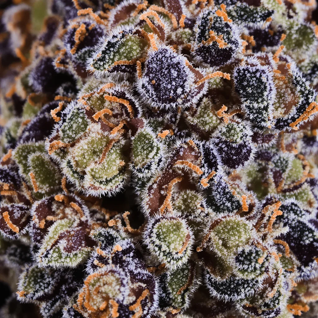 Gros plan de fleur de cannabis Fruit montrant calices denses aux reflets violets
