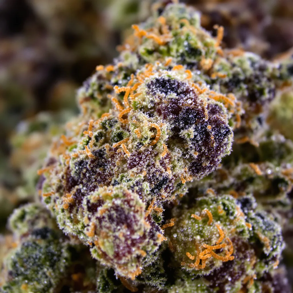 Gros plan de fleur de cannabis Fruity Chronic Juice montrant calices denses aux reflets violets