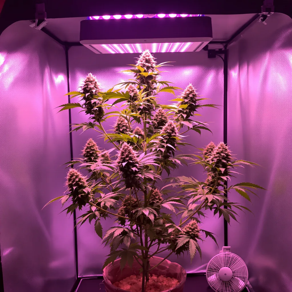 Plante de cannabis Fruity Pebbles en floraison — 120-180 cm féminisée
