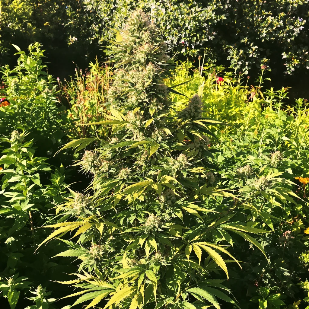 Fruity Pebbles 50% indica / 50% sativa — fleur avec trichomes visibles