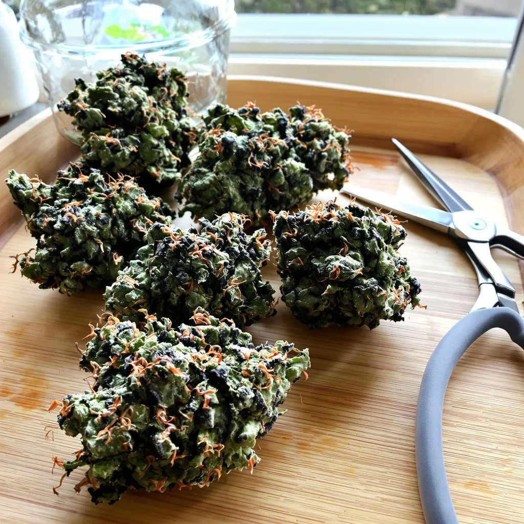 Fruity Widow 72% indica / 28% sativa — fleur avec trichomes visibles