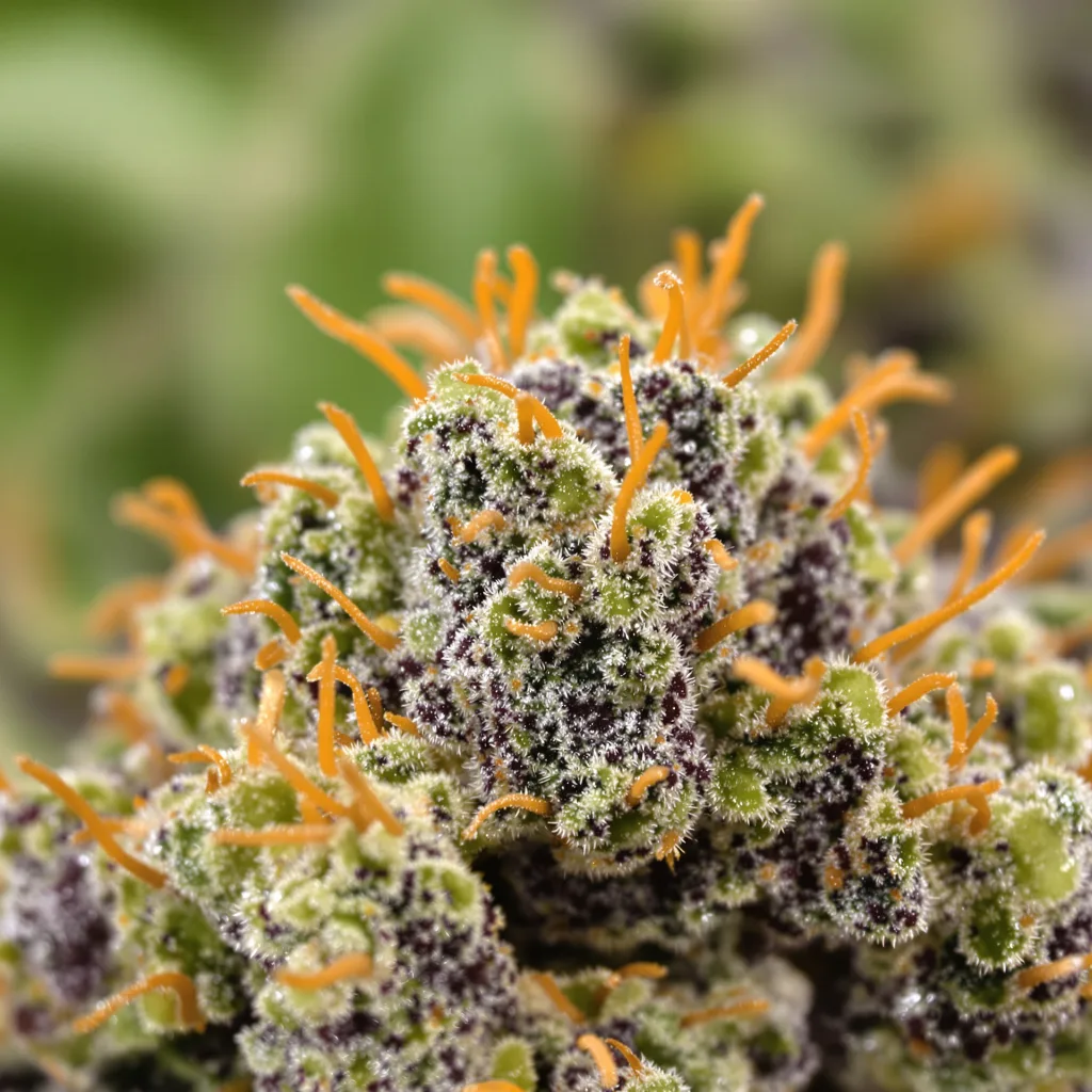 Gros plan de fleur de cannabis Fruity Widow montrant calices denses aux reflets violets