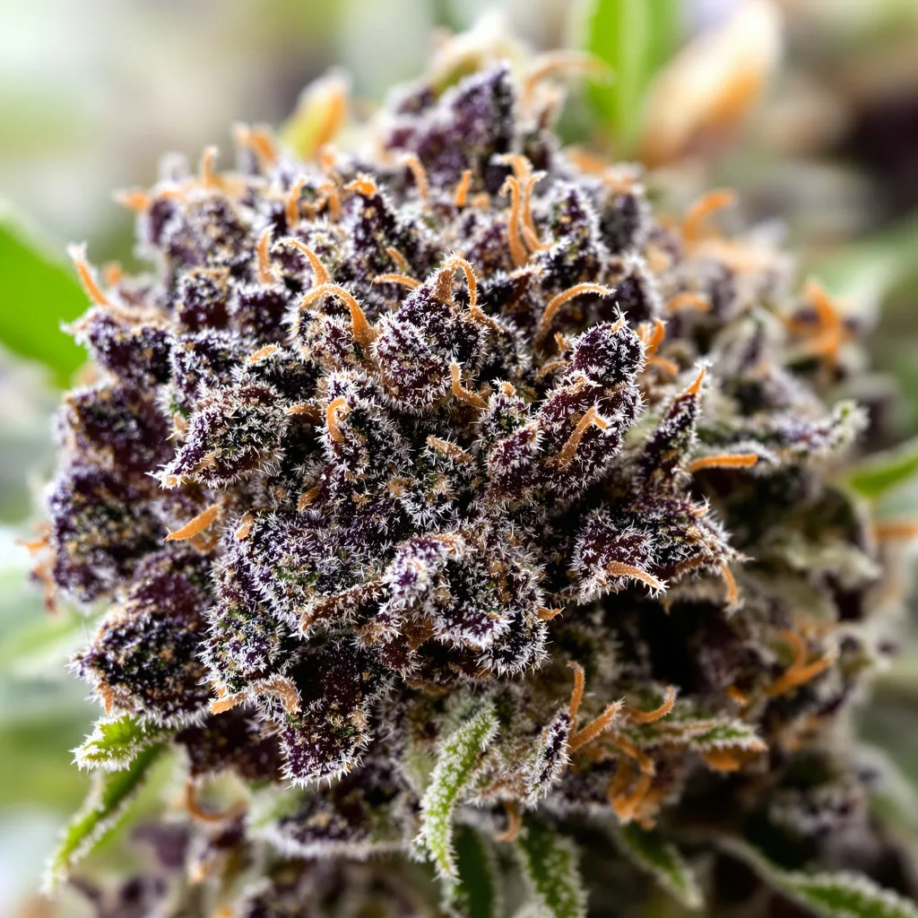 Gros plan de fleur de cannabis Fruitylicious montrant calices denses aux reflets violets