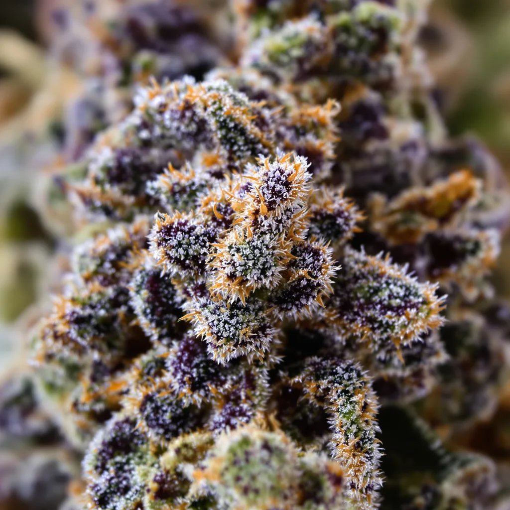 Gros plan de fleur de cannabis Fucking Incredible montrant calices denses aux reflets violets