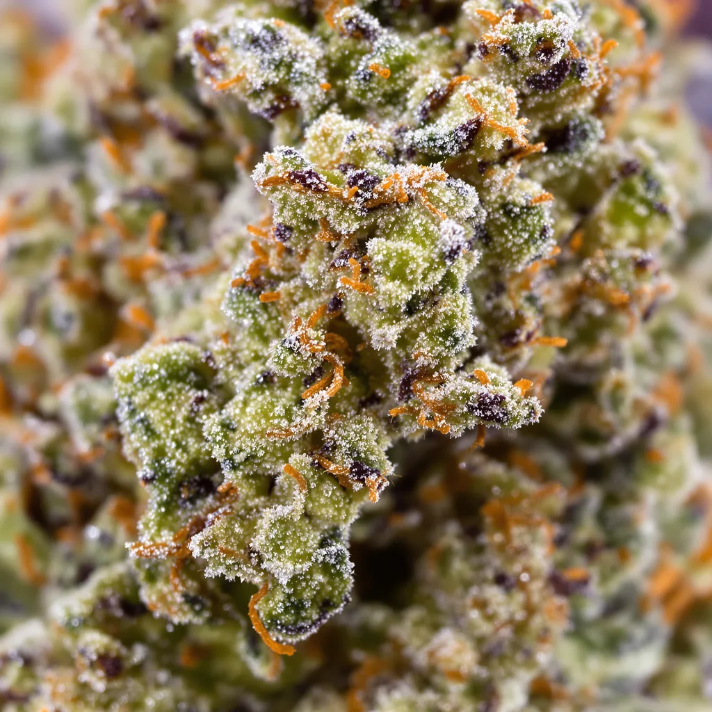 Gros plan de fleur de cannabis Funky Monkey montrant structure équilibrée avec trichomes givrés