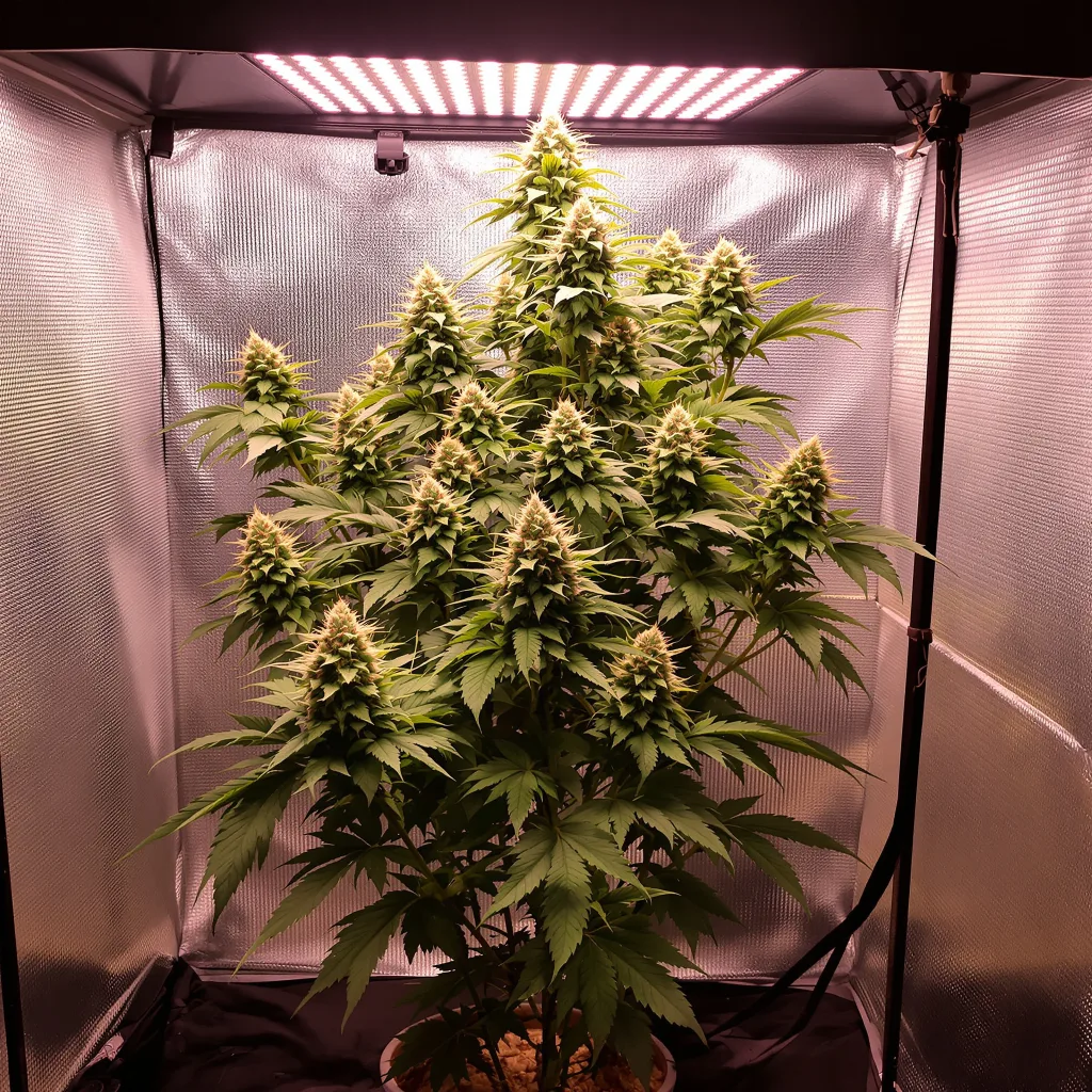 Plante de cannabis G.O.A.T Mixpack en floraison — 120-180 cm féminisée