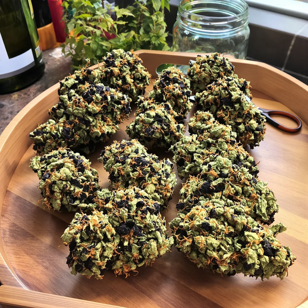 G13 85% indica / 15% sativa — fleur avec trichomes visibles