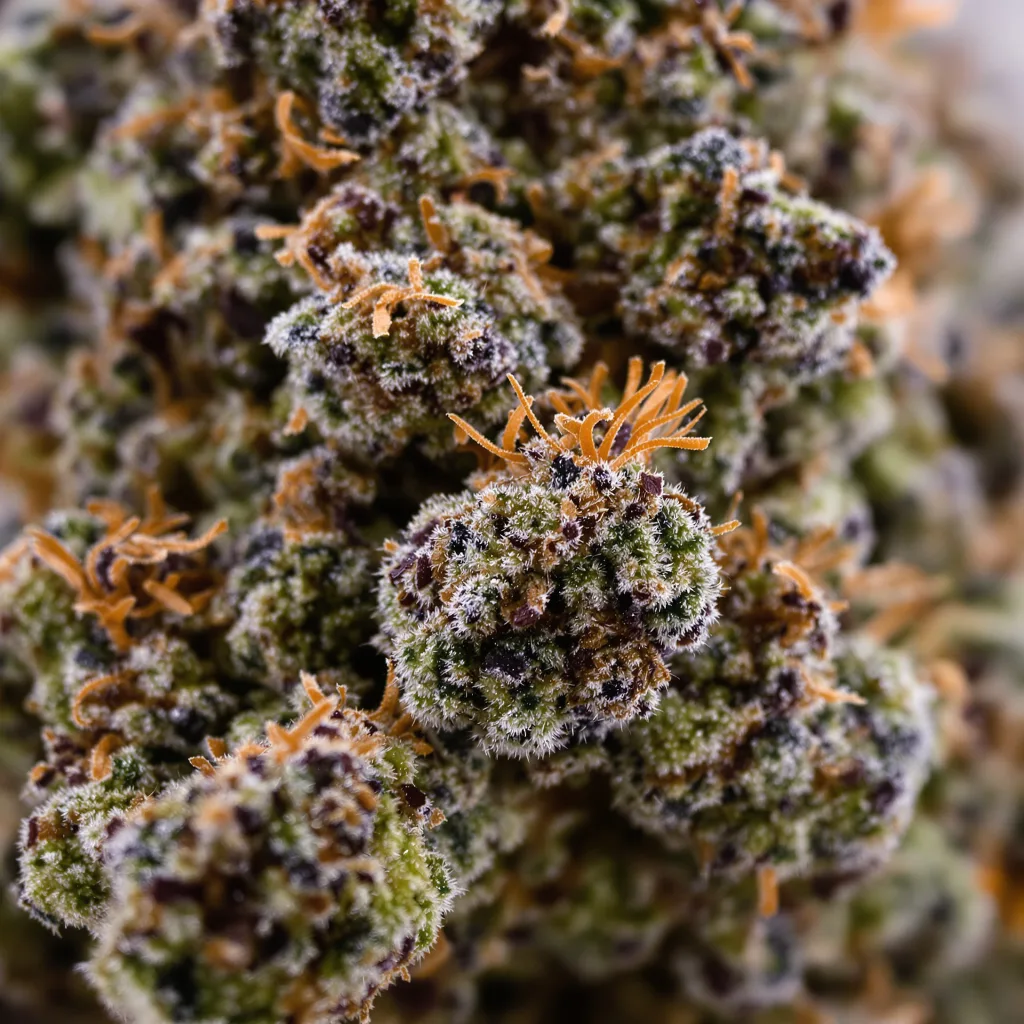 Gros plan de fleur de cannabis G13 montrant calices denses aux reflets violets