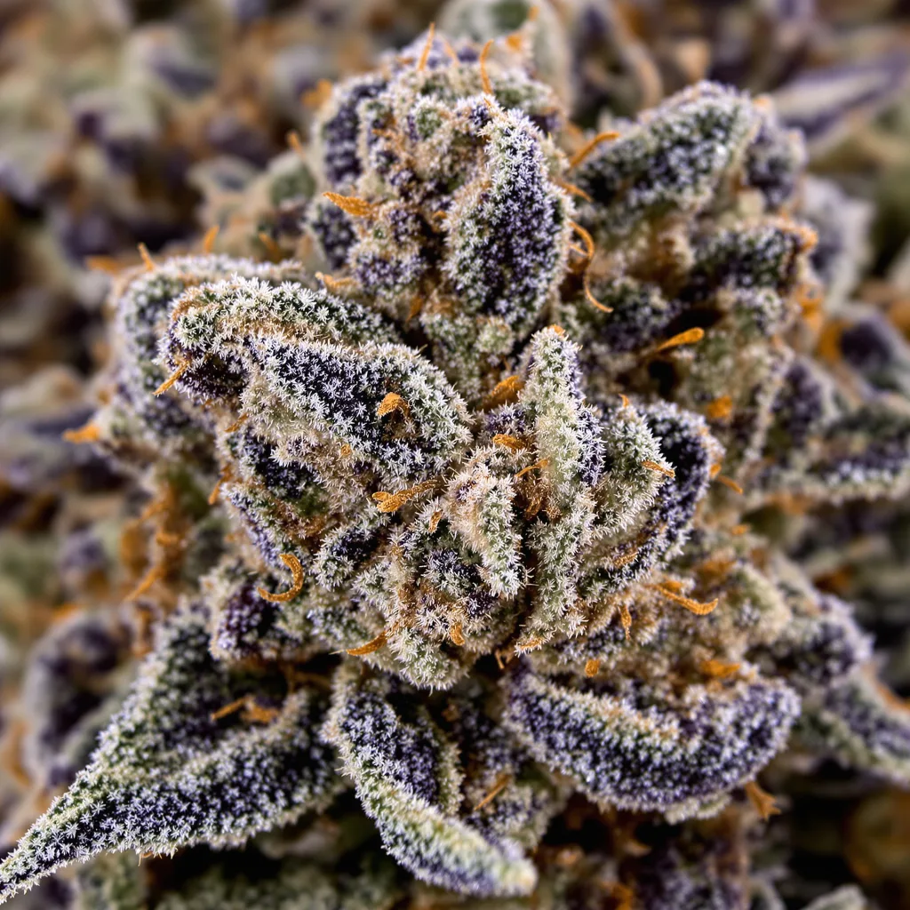 Gros plan de fleur de cannabis G13 Widow montrant calices denses aux reflets violets