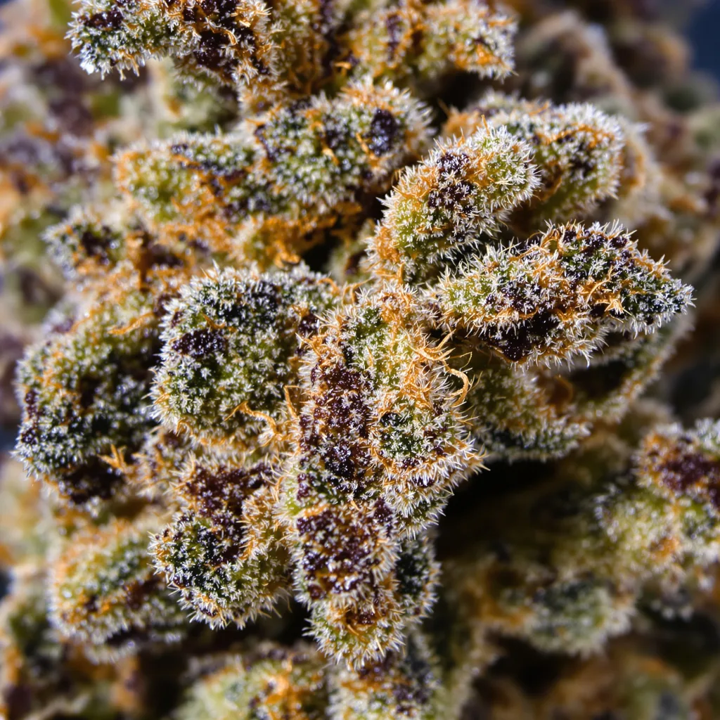 Gros plan de fleur de cannabis G13 Widow montrant calices denses aux reflets violets