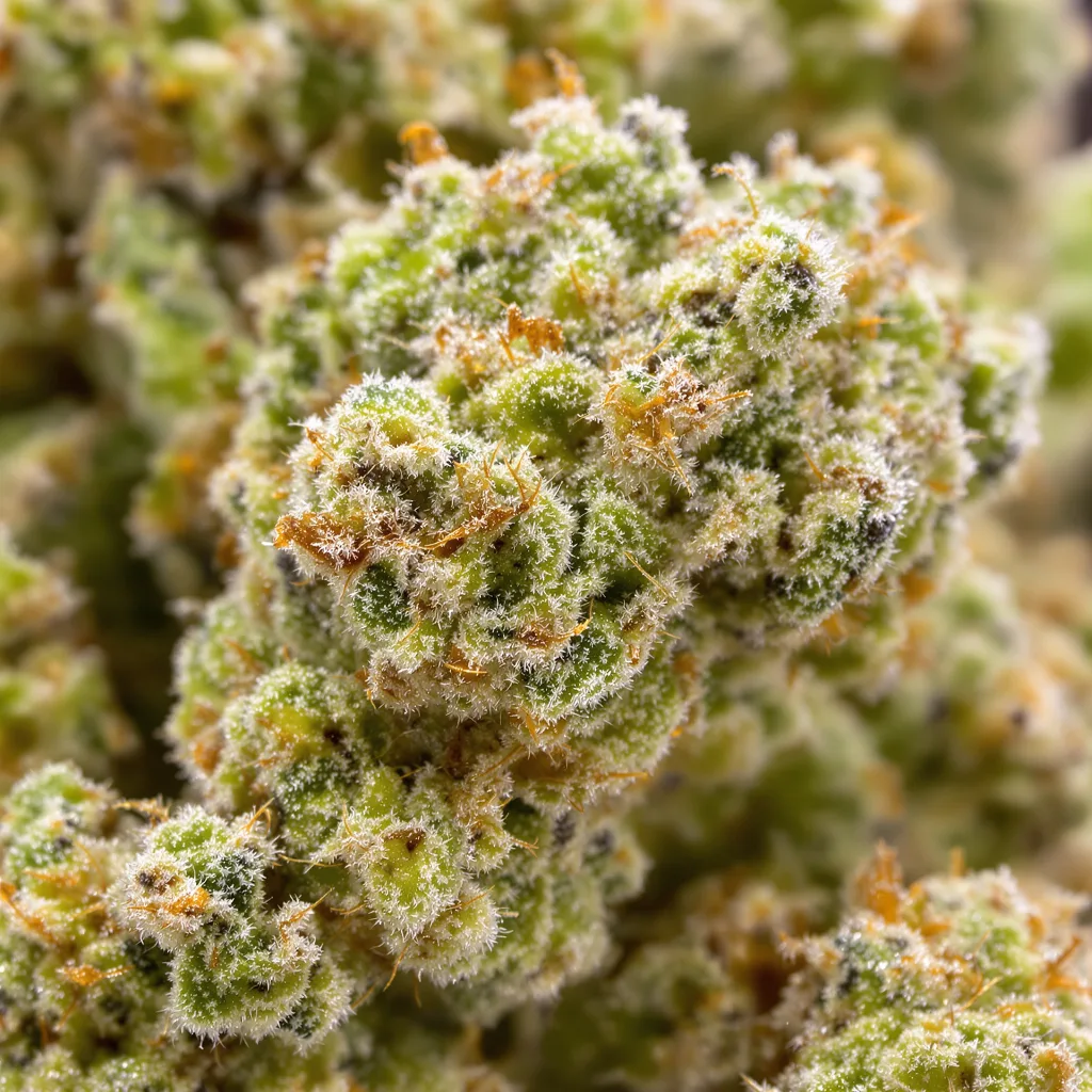 Gros plan de fleur de cannabis Galactic Jack montrant structure aérée vert lime