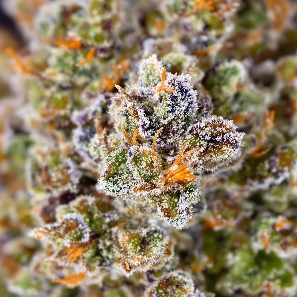 Gros plan de fleur de cannabis Gelato 33 montrant nugs denses vert forêt