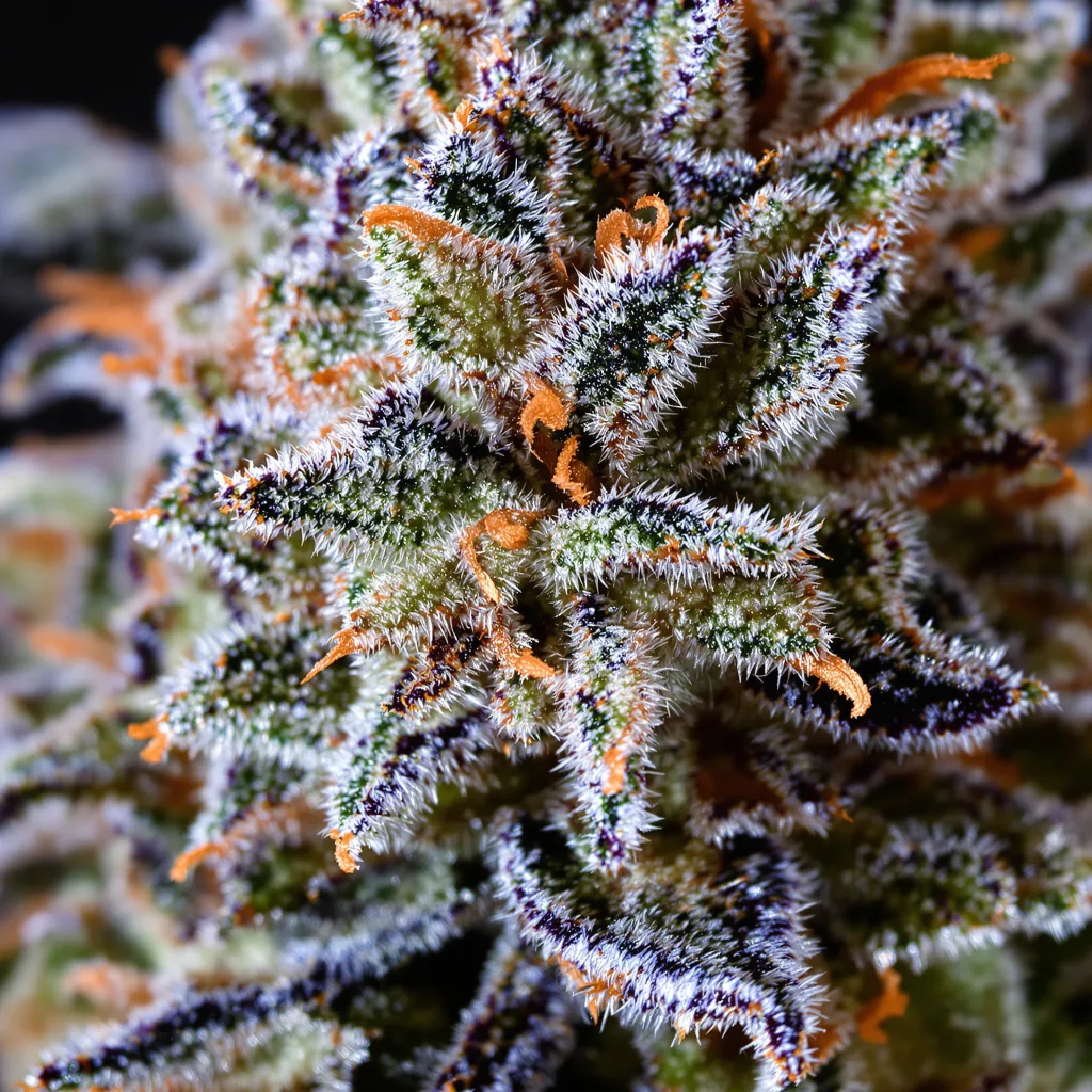 Gros plan de fleur de cannabis Gelato 44 montrant structure ouverte avec pistils orangés