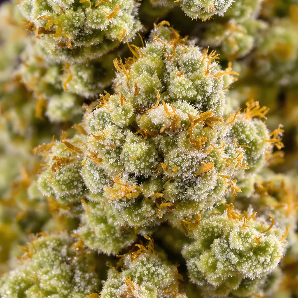 Gros plan de fleur de cannabis Gelato Cake montrant structure aérée vert lime