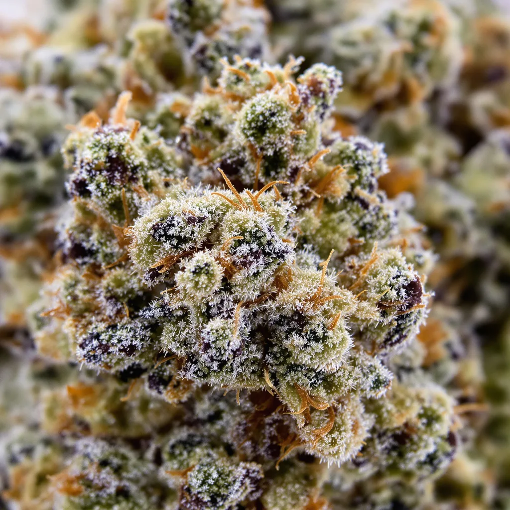 Gros plan de fleur de cannabis Georgia Pie montrant structure équilibrée avec trichomes givrés
