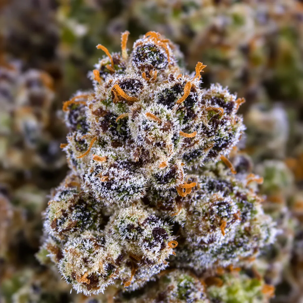 Gros plan de fleur de cannabis Ghost OG montrant calices denses aux reflets violets