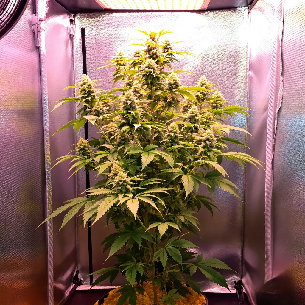 Plante de cannabis Ginger Ale en floraison — 120-180 cm féminisée