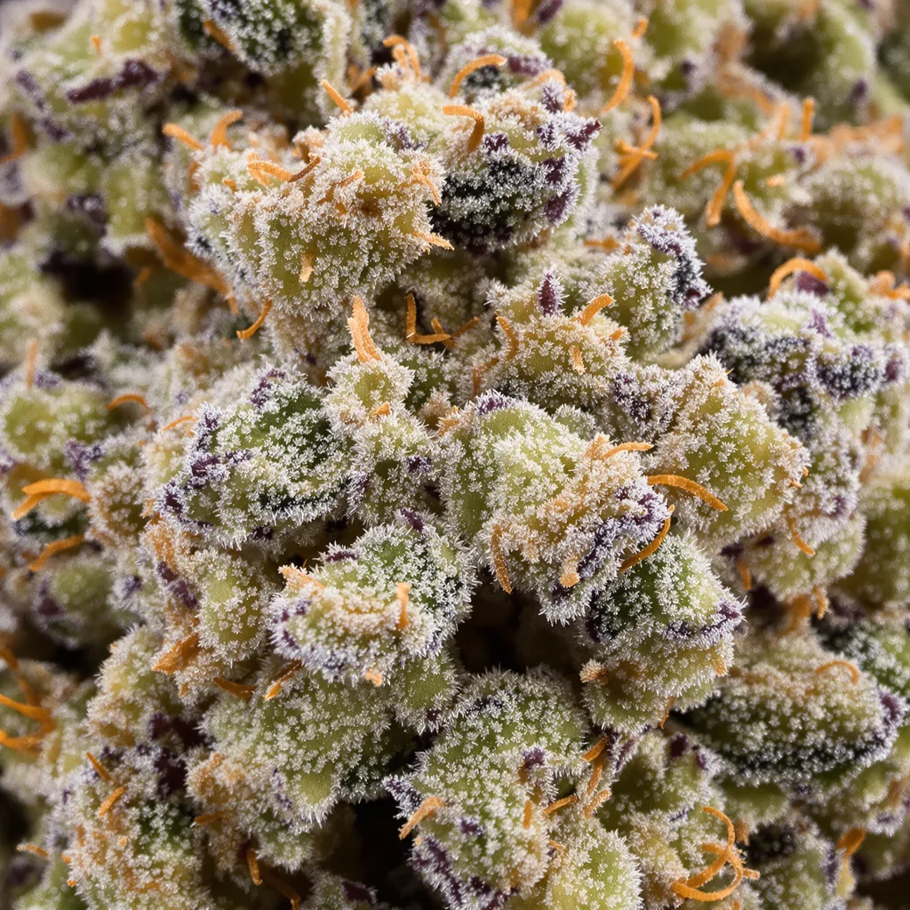 Gros plan de fleur de cannabis Ginger Ale montrant structure ouverte avec pistils orangés