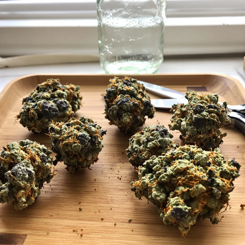 Goatlato 65% indica / 35% sativa — fleur avec trichomes visibles