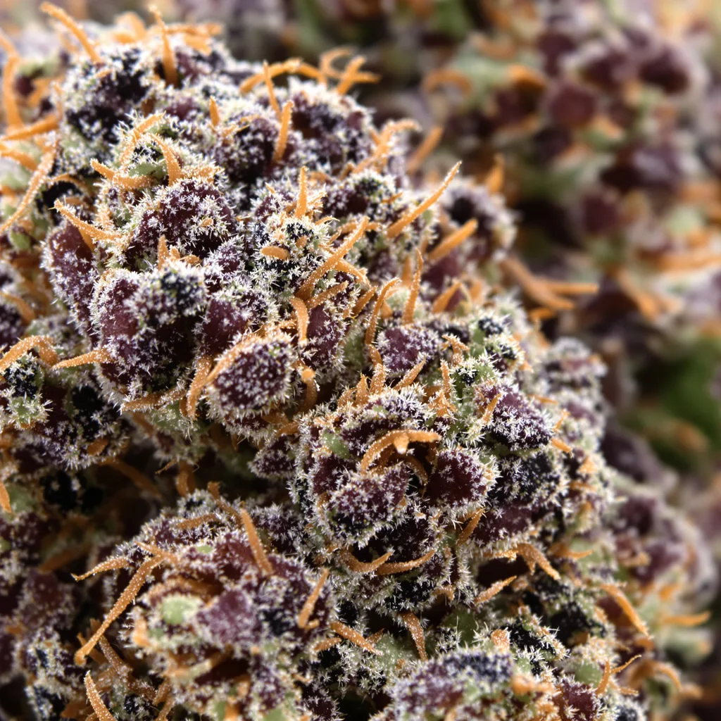 Gros plan de fleur de cannabis Goatlato montrant calices denses aux reflets violets