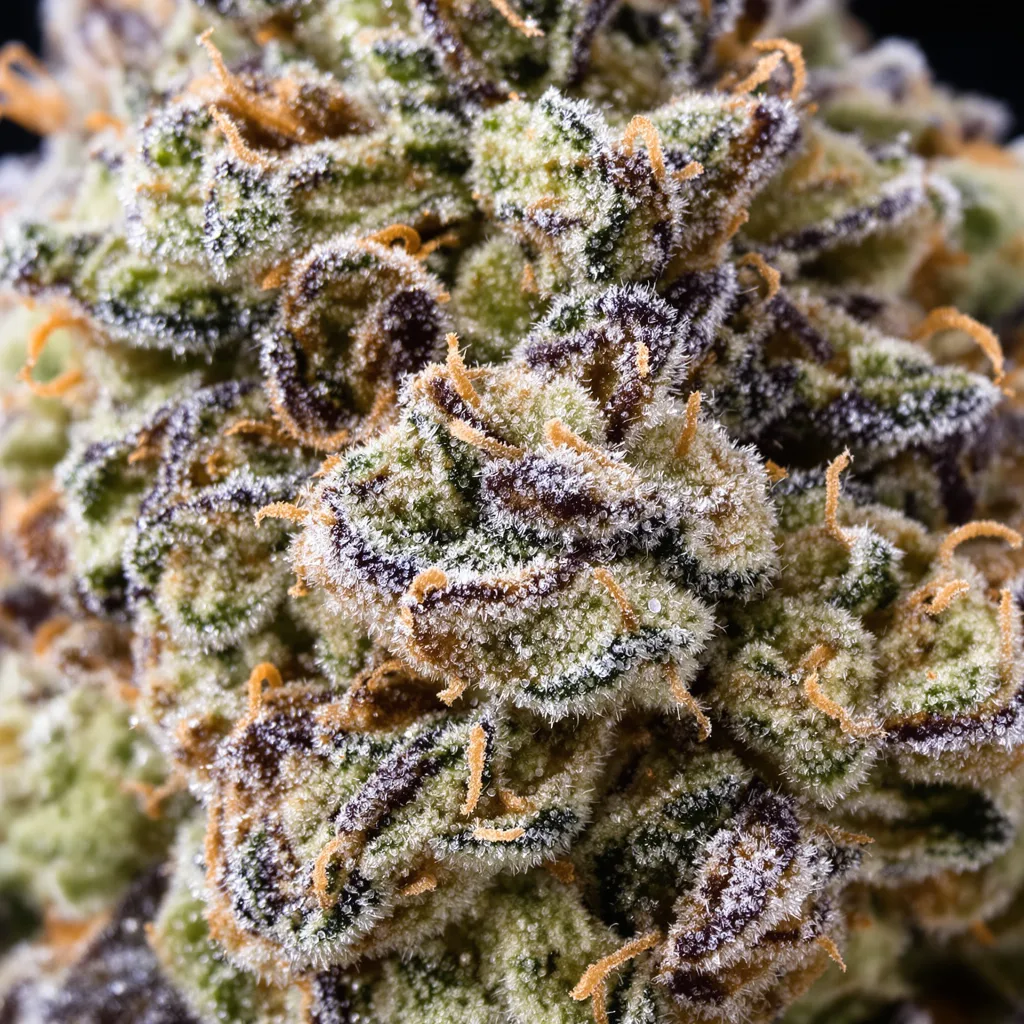 Gros plan de fleur de cannabis Gobbstopper montrant structure ouverte avec pistils orangés