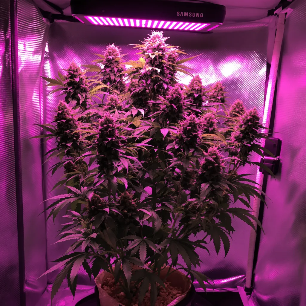 Plante de cannabis God's Green Crack en floraison — 60-100 cm autofloraison