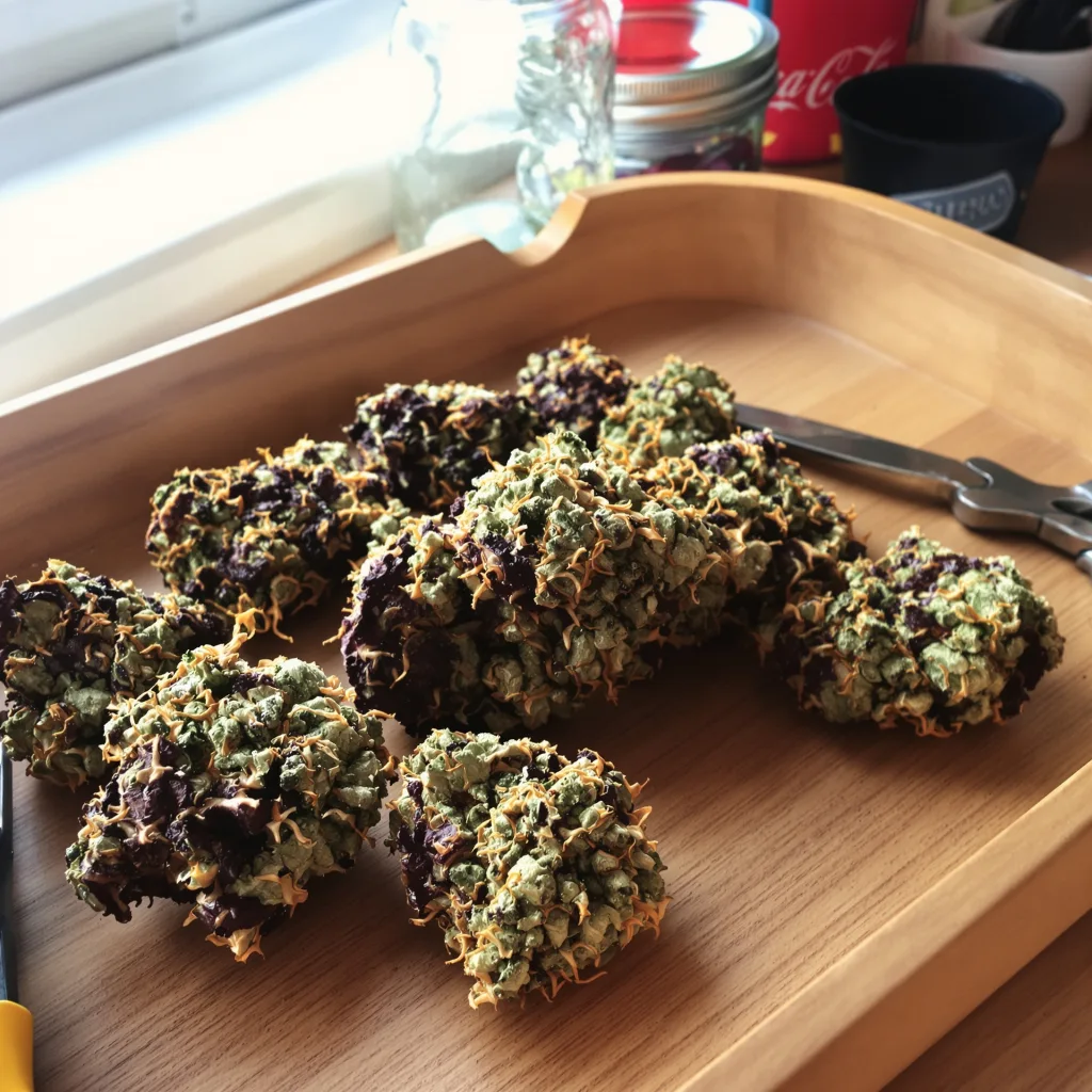 God's Treat 78% indica / 22% sativa — fleur avec trichomes visibles
