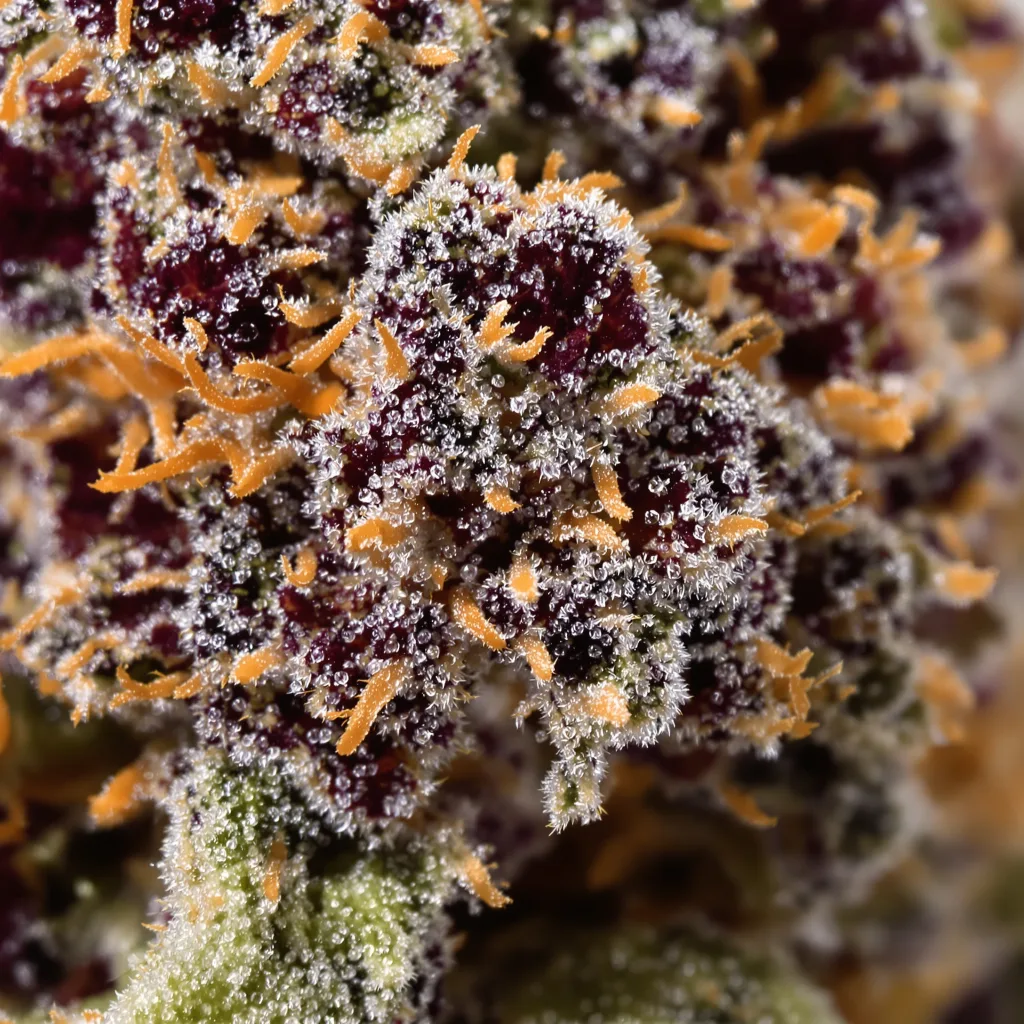 Gros plan de fleur de cannabis Godberry montrant calices denses aux reflets violets