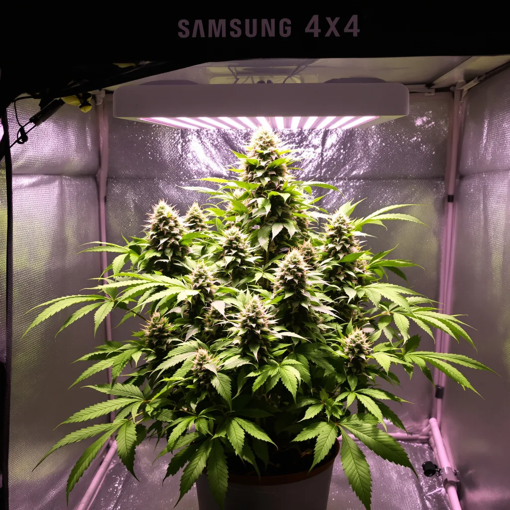 Plante de cannabis Godzilla en floraison — 90-130 cm féminisée