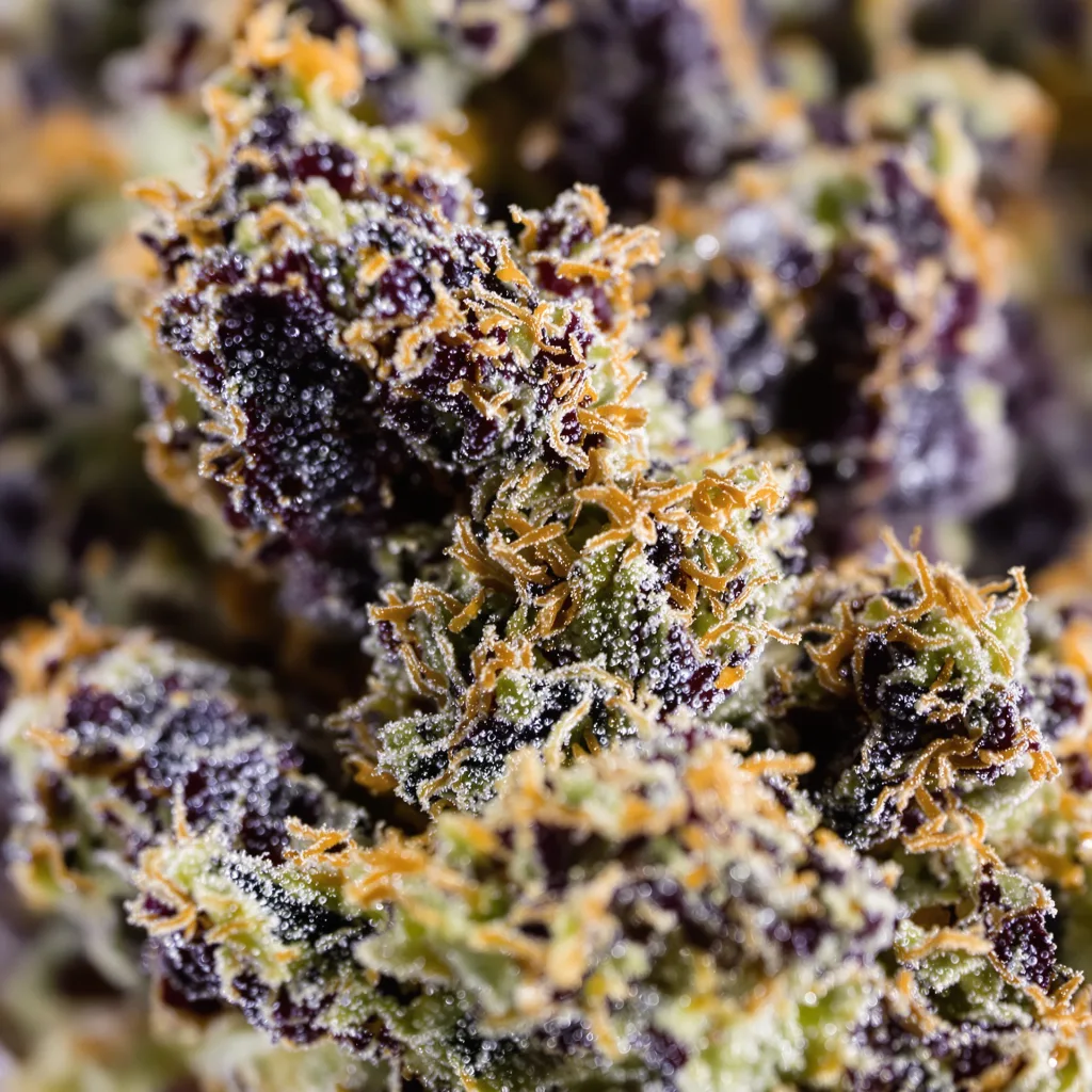 Gros plan de fleur de cannabis Godzilla Glue montrant calices denses aux reflets violets