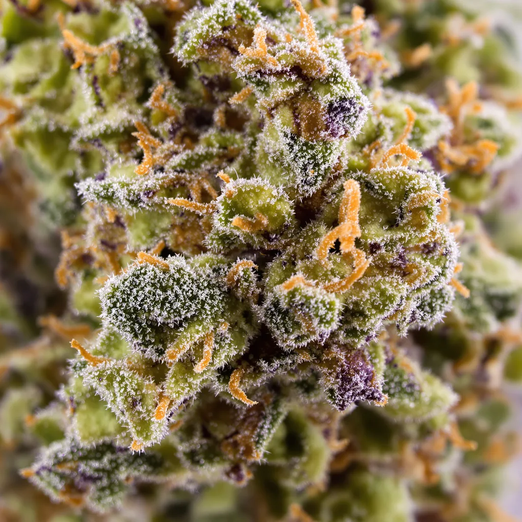 Gros plan de fleur de cannabis Golden Ticket montrant structure équilibrée avec trichomes givrés