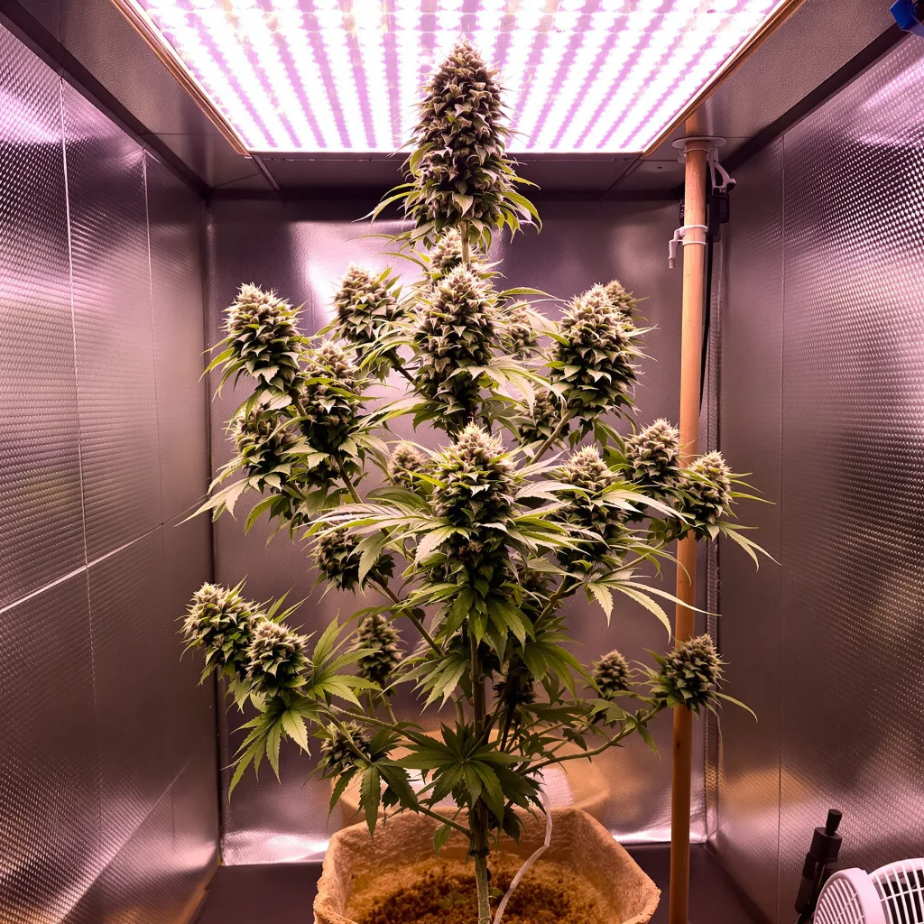 Plante de cannabis Goon Berries en floraison — 120-180 cm féminisée
